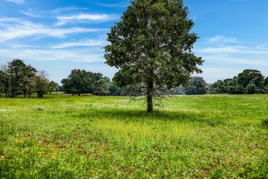 a view of a garden with a tree