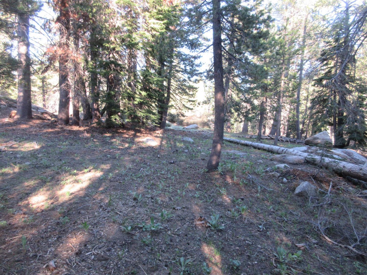 a view of outdoor space with trees