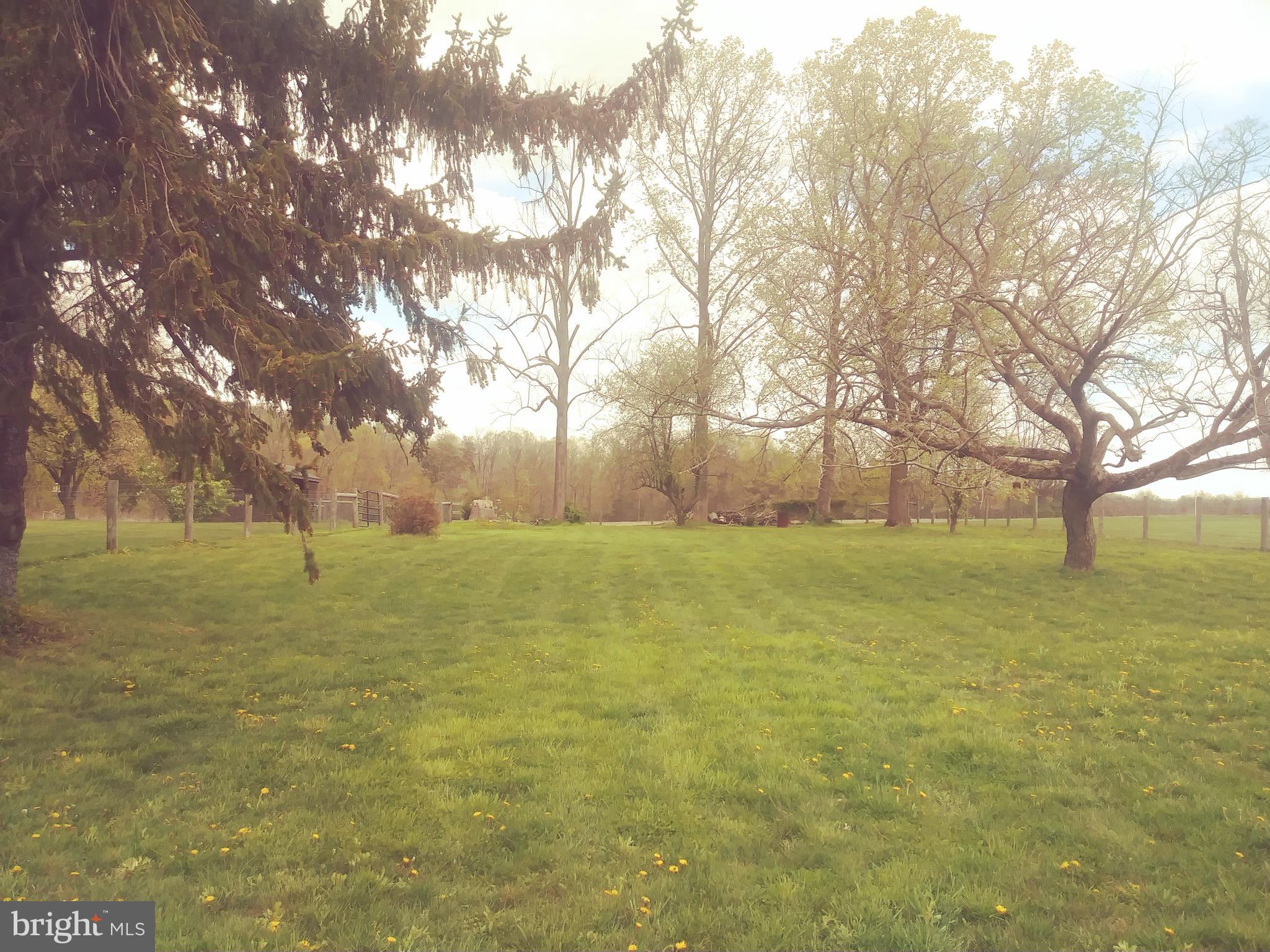 a view of yard with large trees