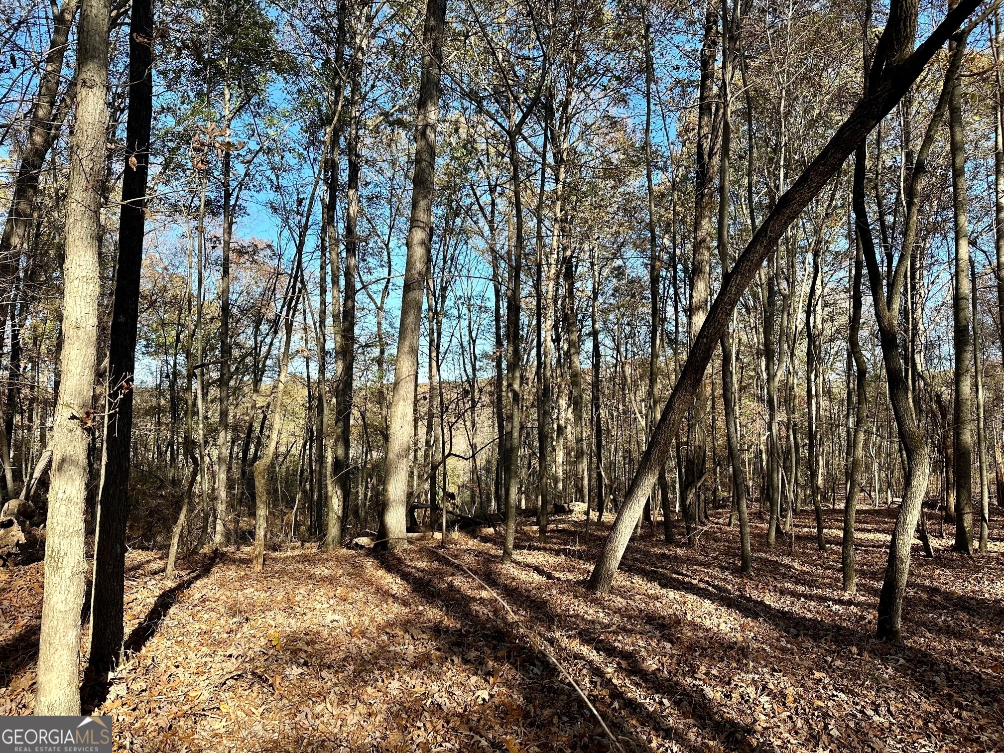 a view of a forest with trees