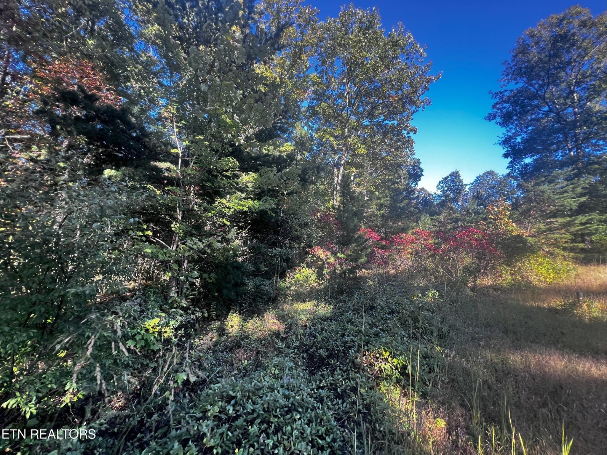 a view of a tree in a yard