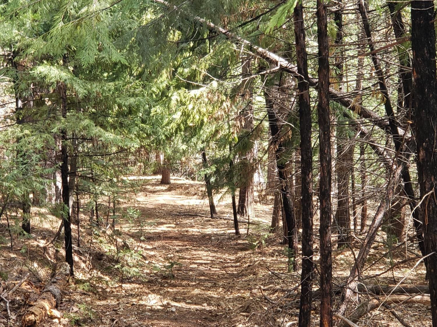 a view of yard with trees