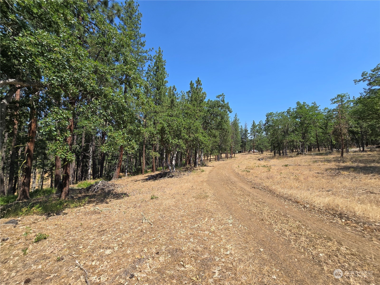 a view of a yard with trees