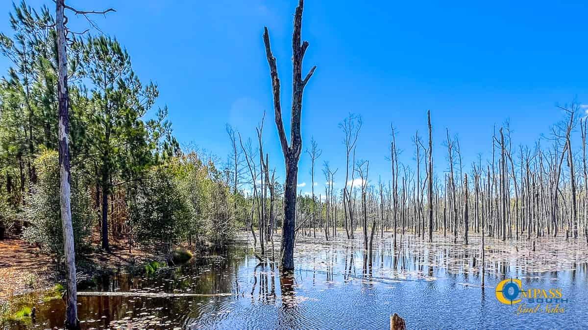 Cassatt South Carolina-02