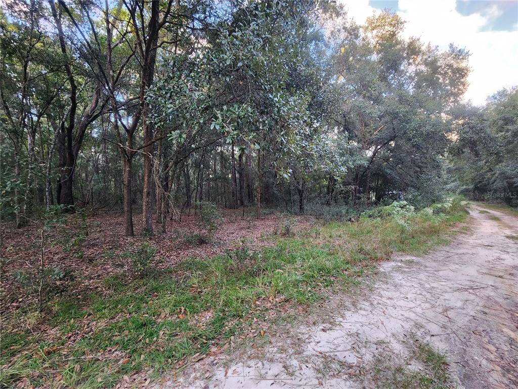 a view of a forest with trees in the background