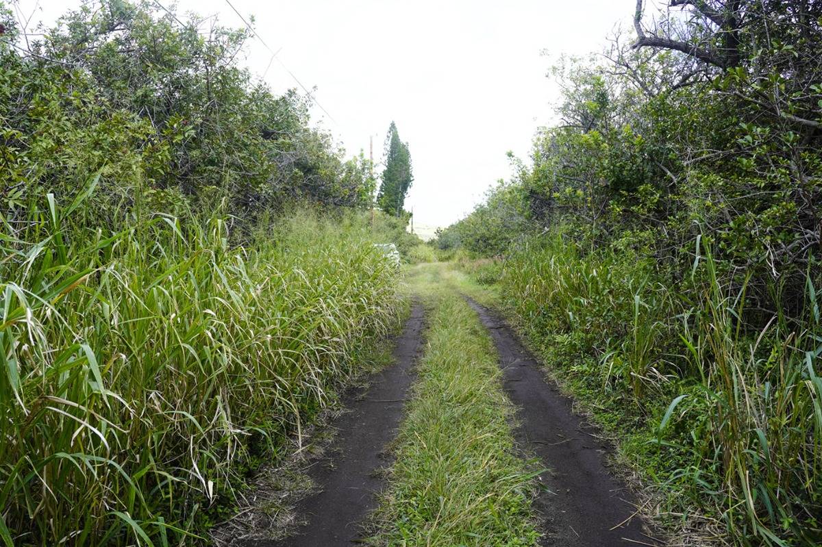 a lush green forest with lots of trees