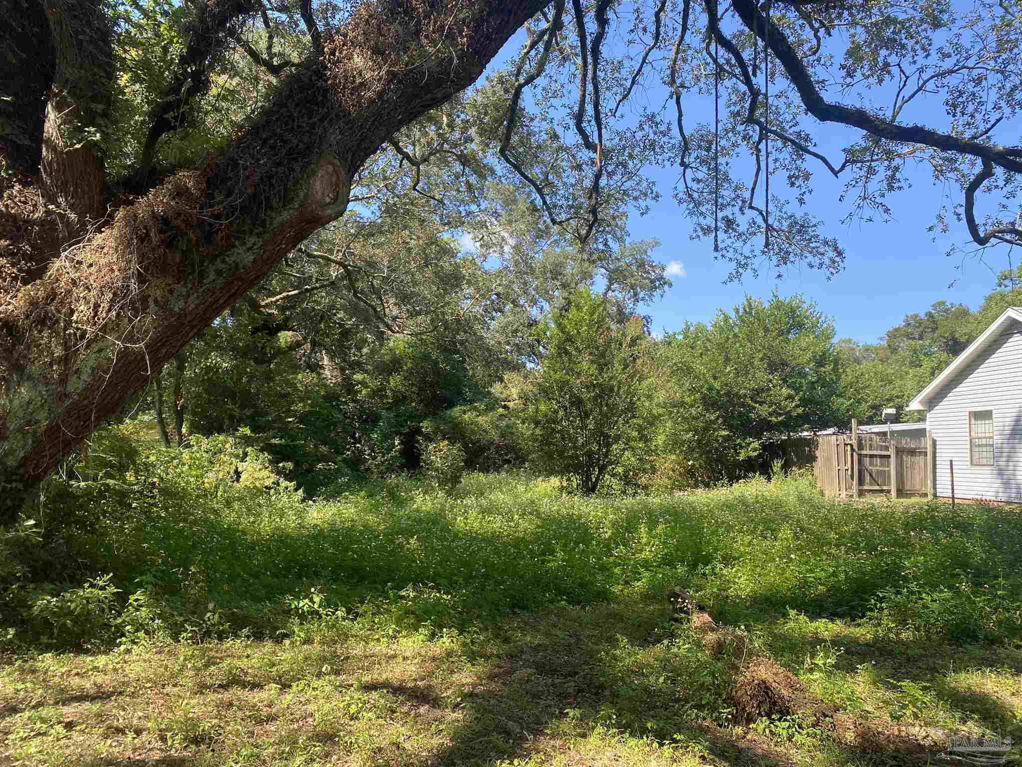 a view of a yard with plants and a large tree