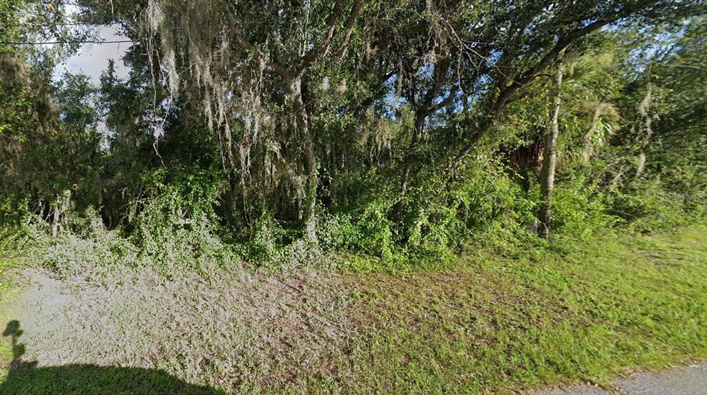 a view of a lush green forest