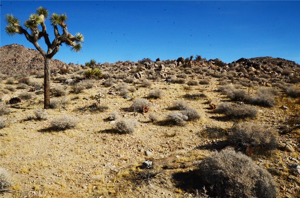 a view of a large tree