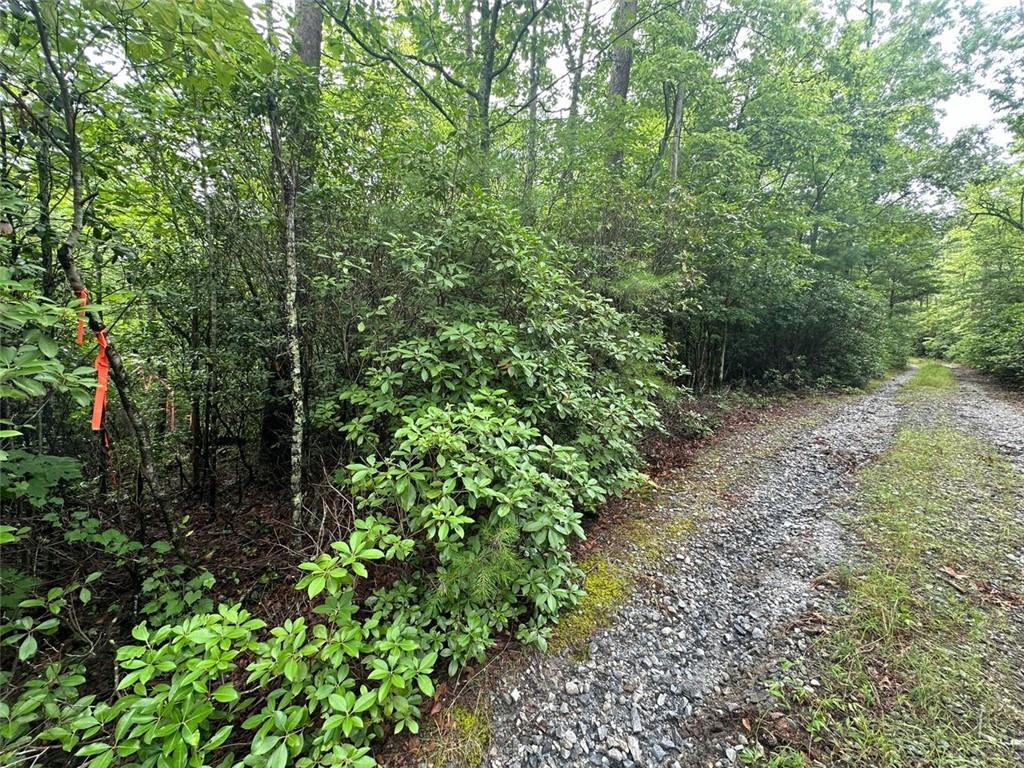 a view of a lush green forest