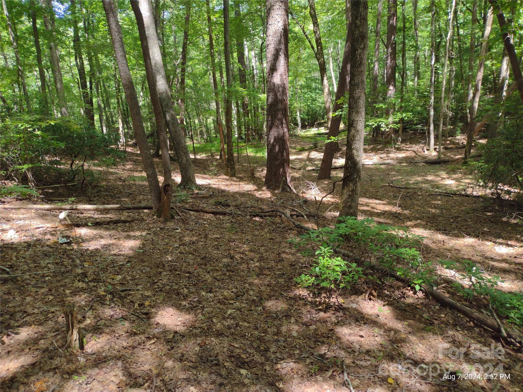 a view of a forest with trees