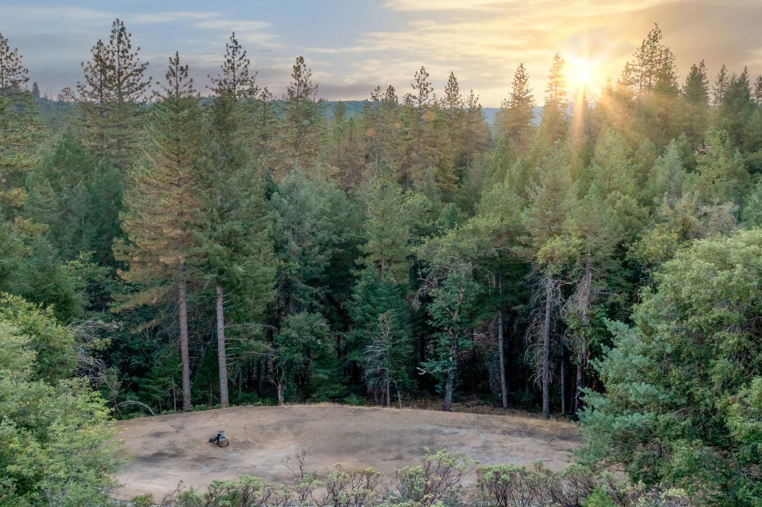 a view of a forest with trees in the background