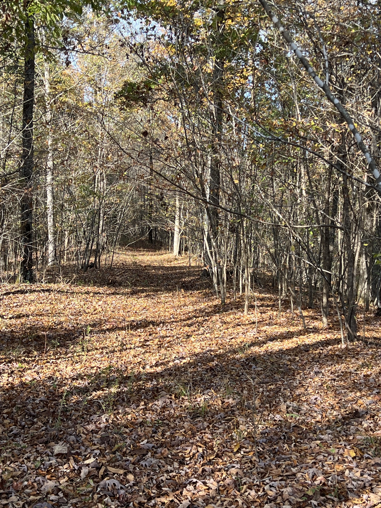 a view of dirt yard with a large tree