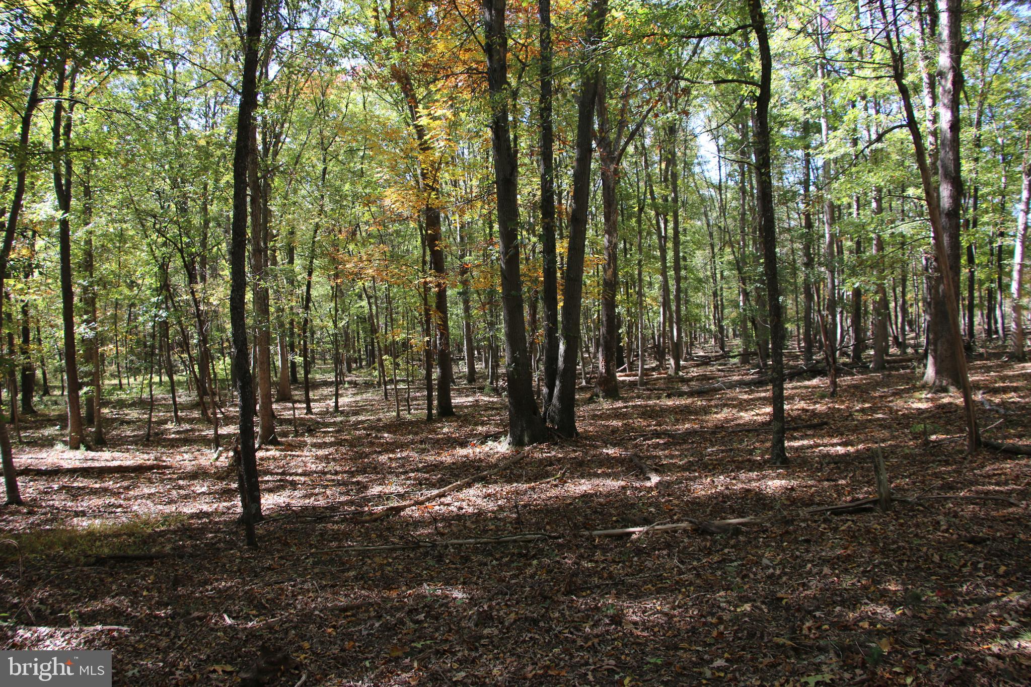 a view of outdoor space with lots of trees