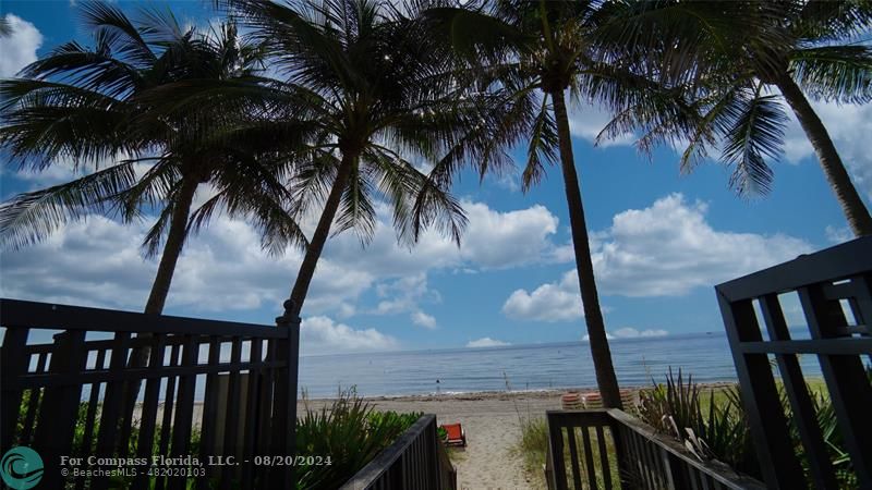 a view of a backyard with palm trees