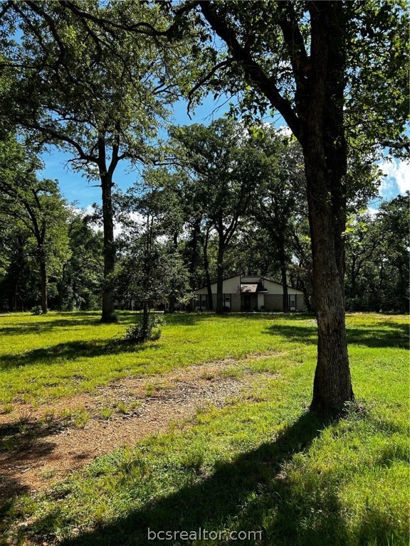 a view of a yard with a large trees