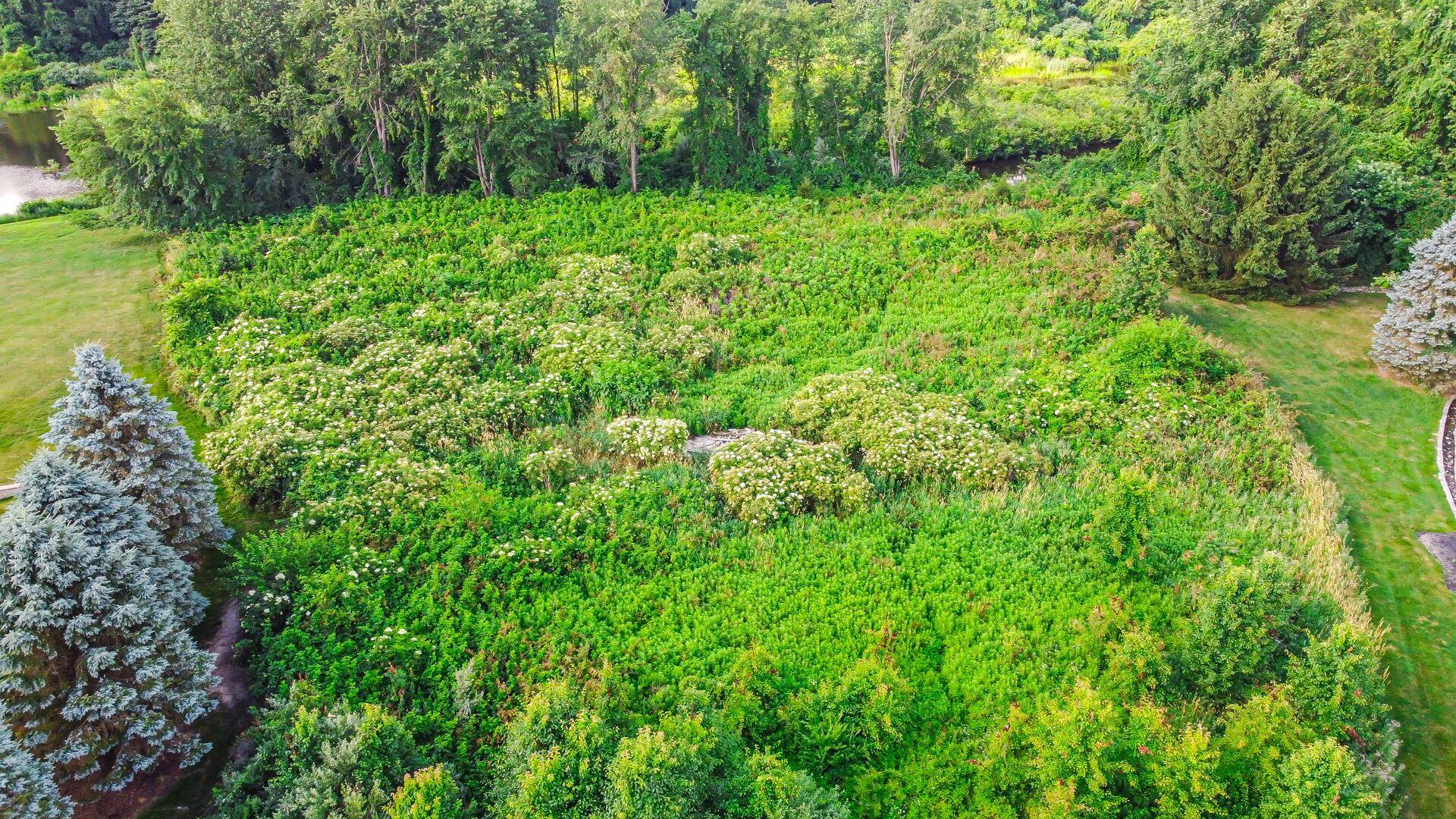 a view of a lush green forest