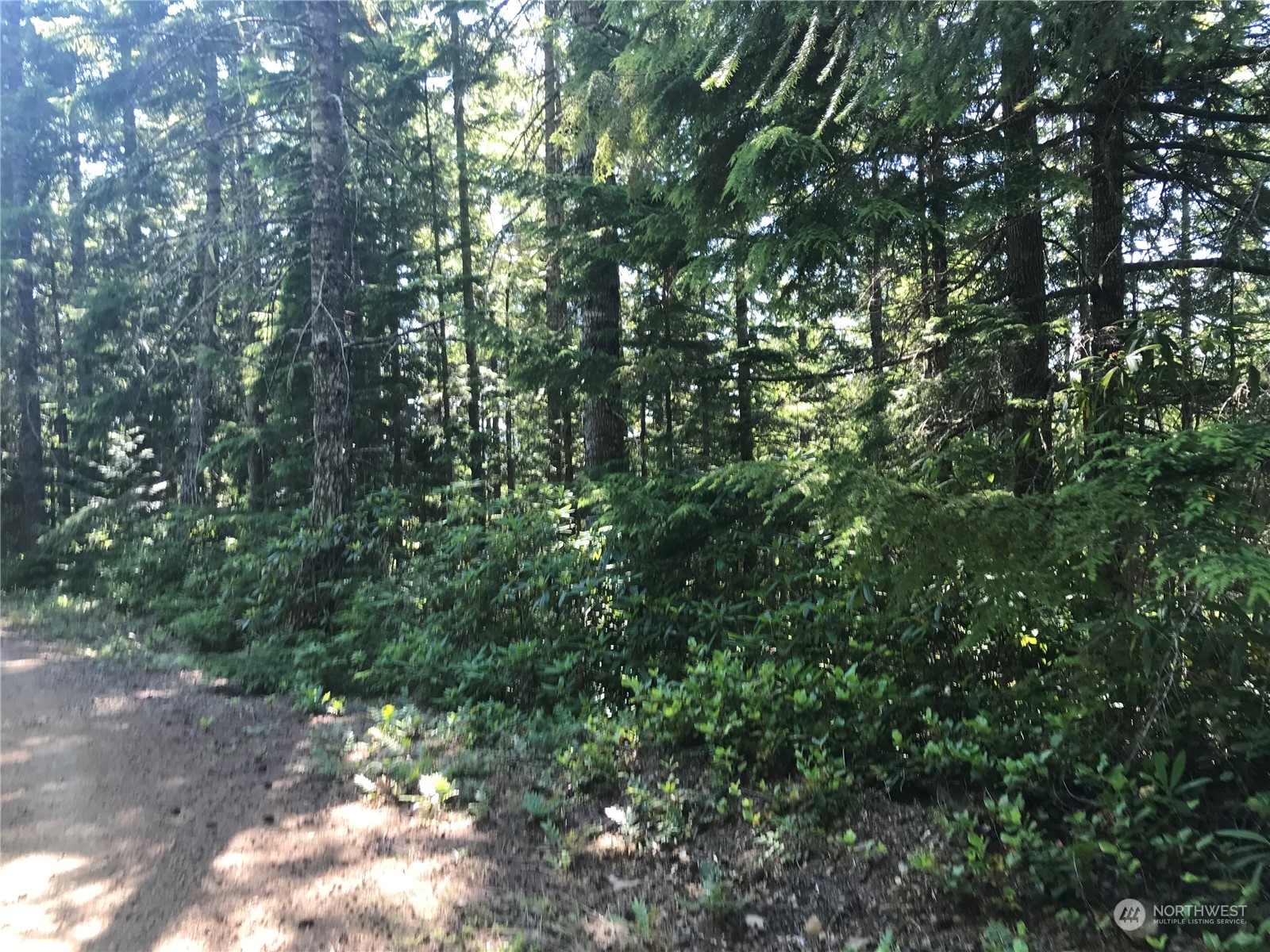 a view of a forest with lots of trees