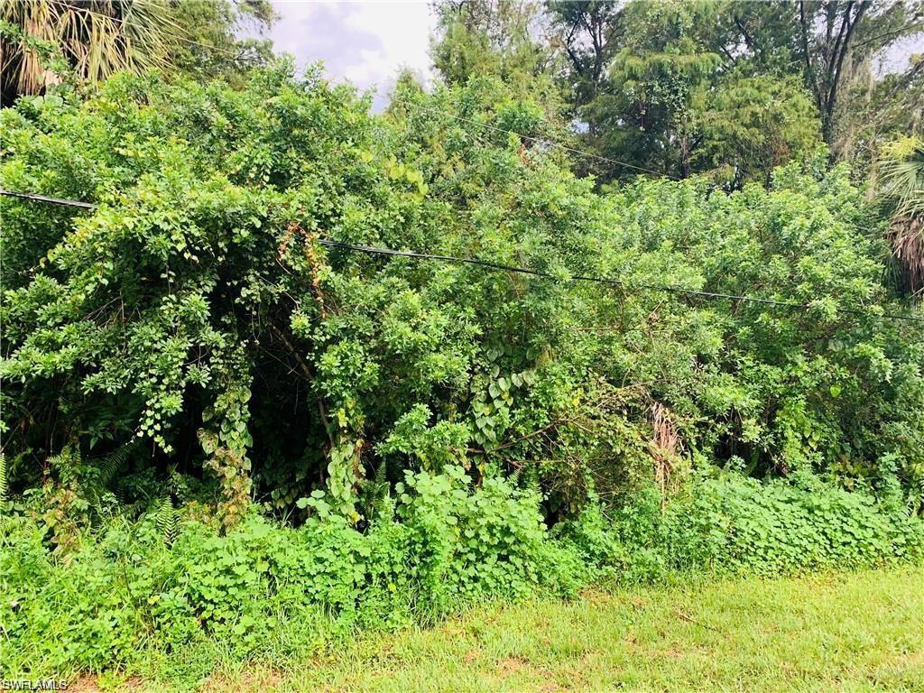 a view of a lush green forest