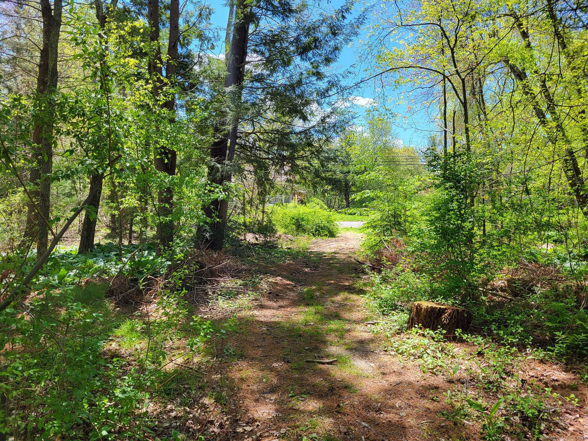 a view of a forest with a tree