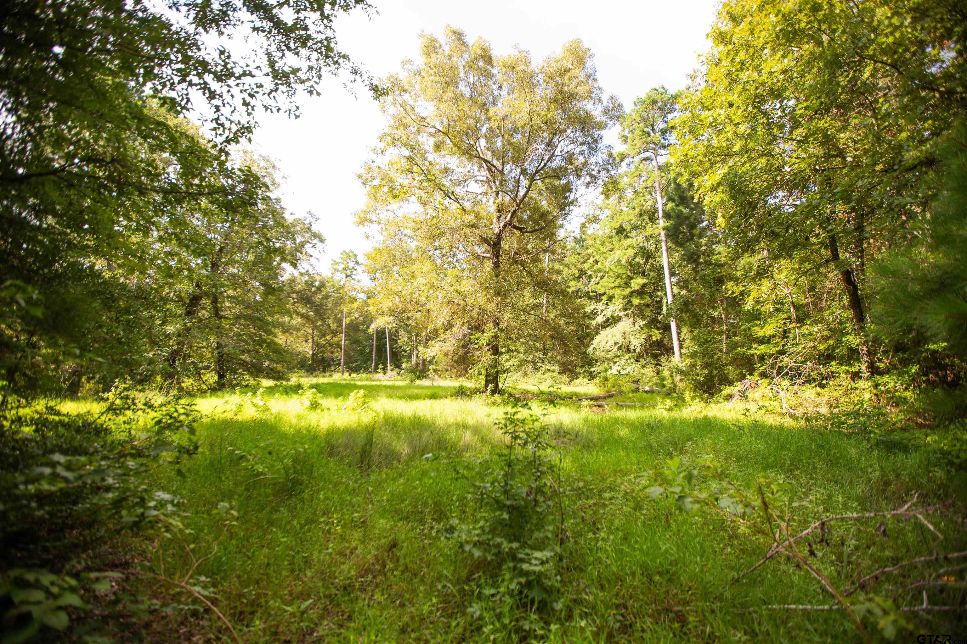 a view of yard with large trees