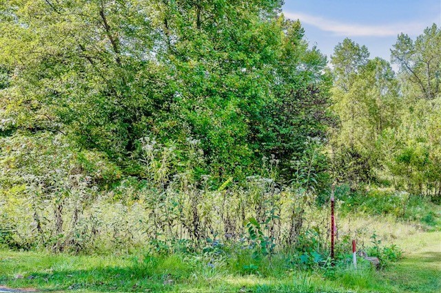 a view of a lush green forest