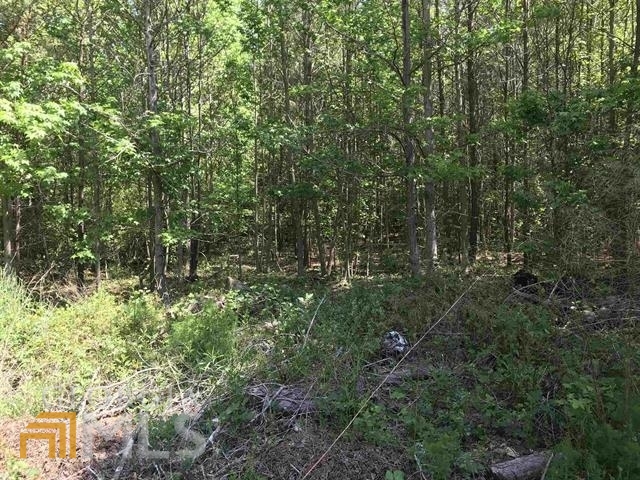 a view of a forest with a tree