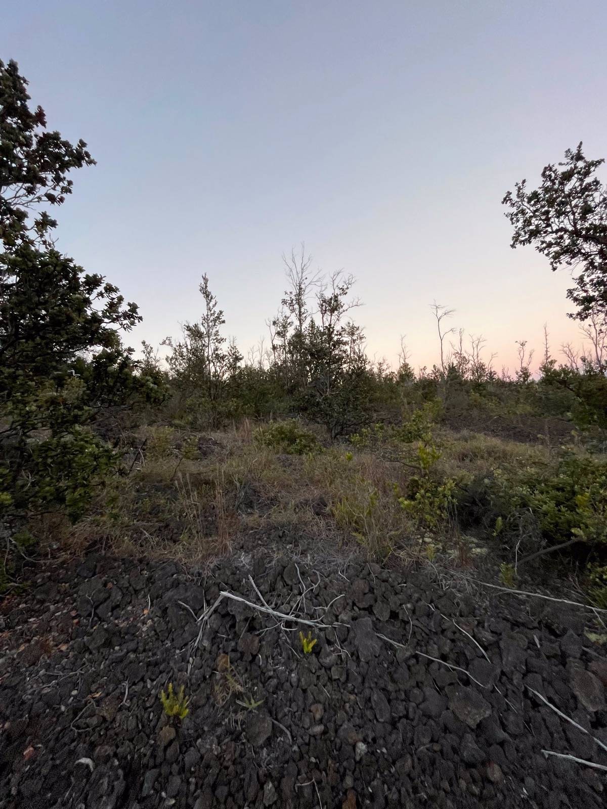 a view of a field of grass and trees