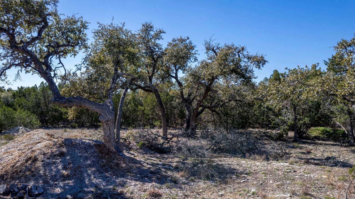 a view of a forest