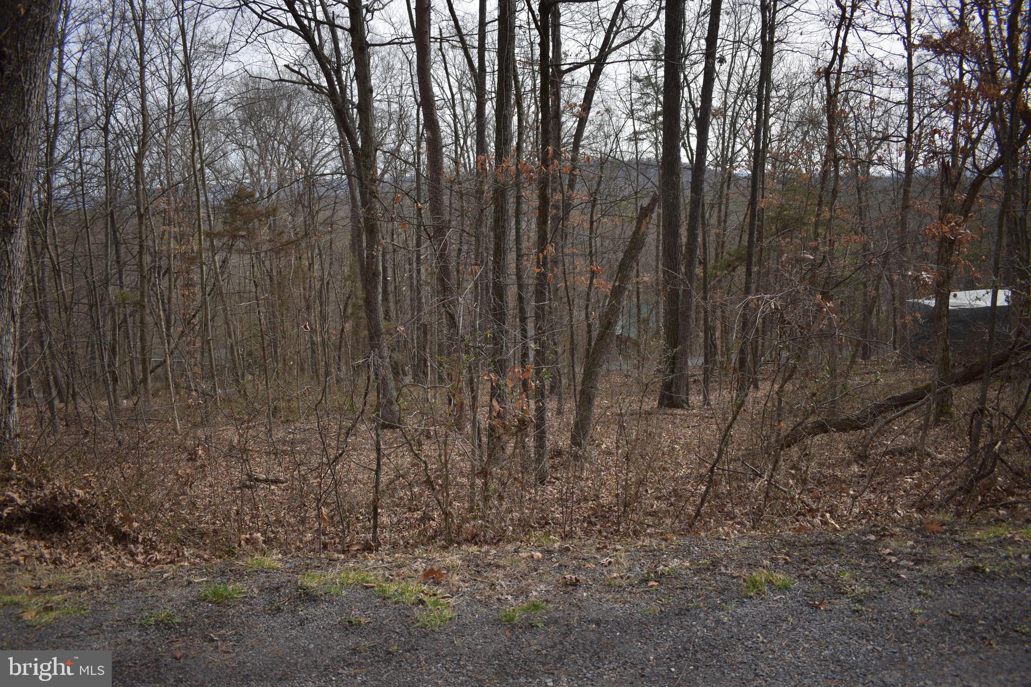 a view of a yard with trees in the background