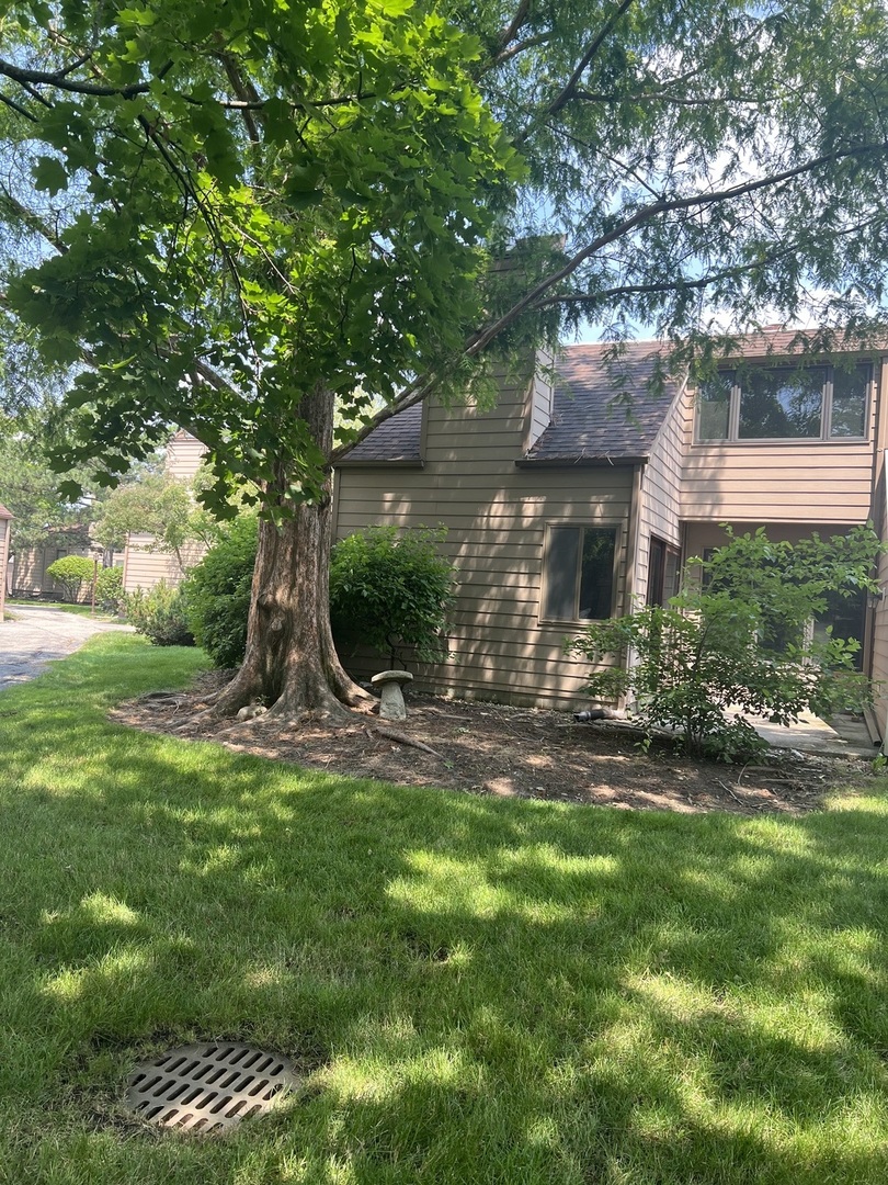 a view of a garden with a tree