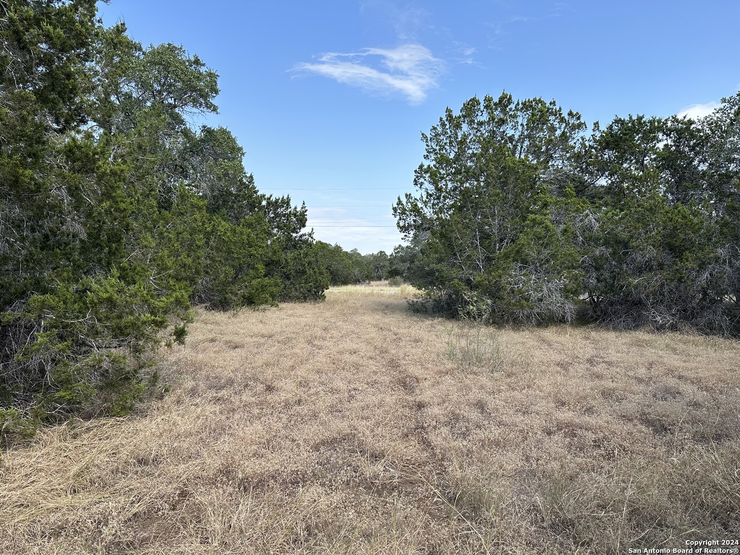 a view of a yard with a tree