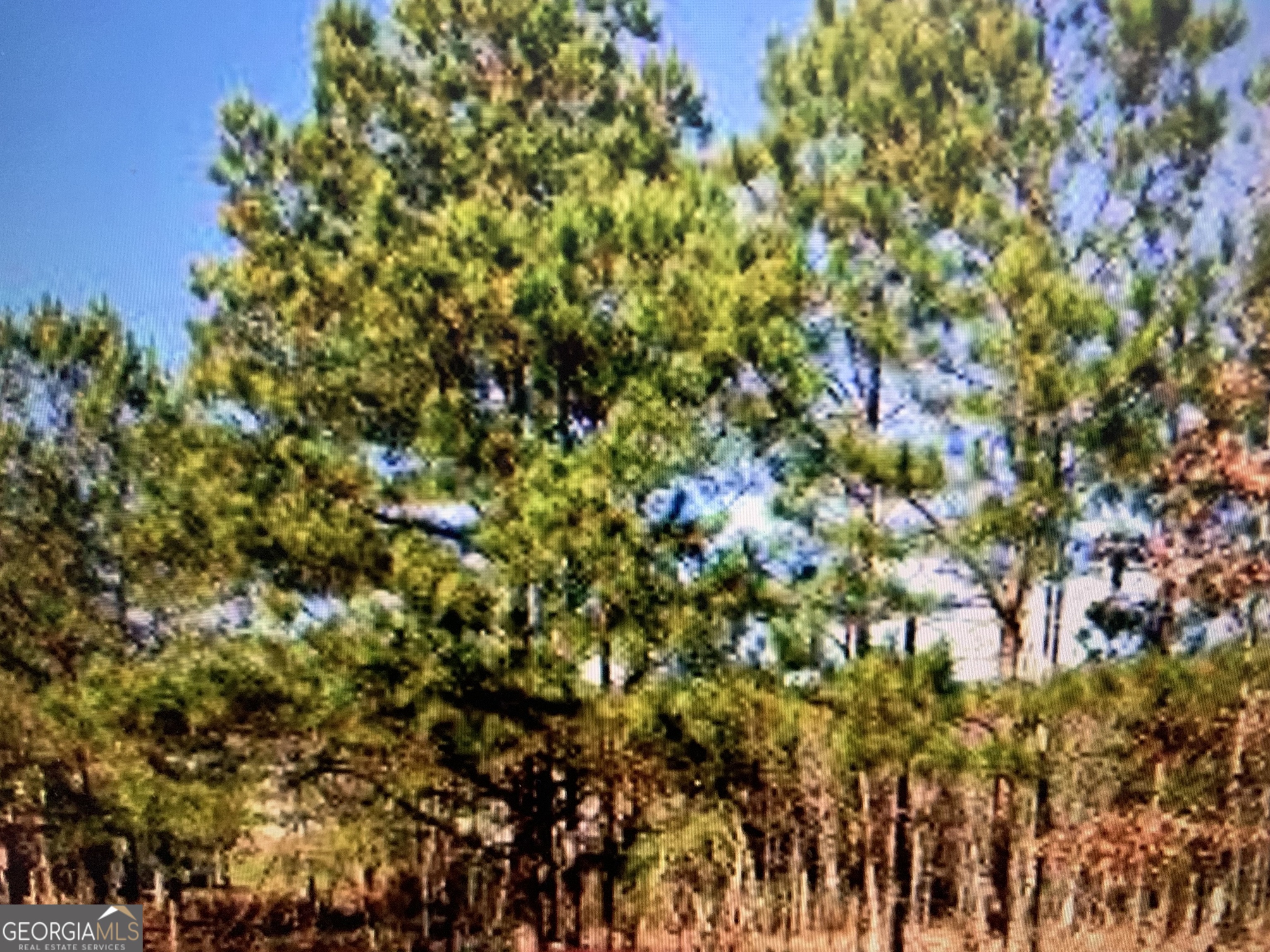 a view of a tree