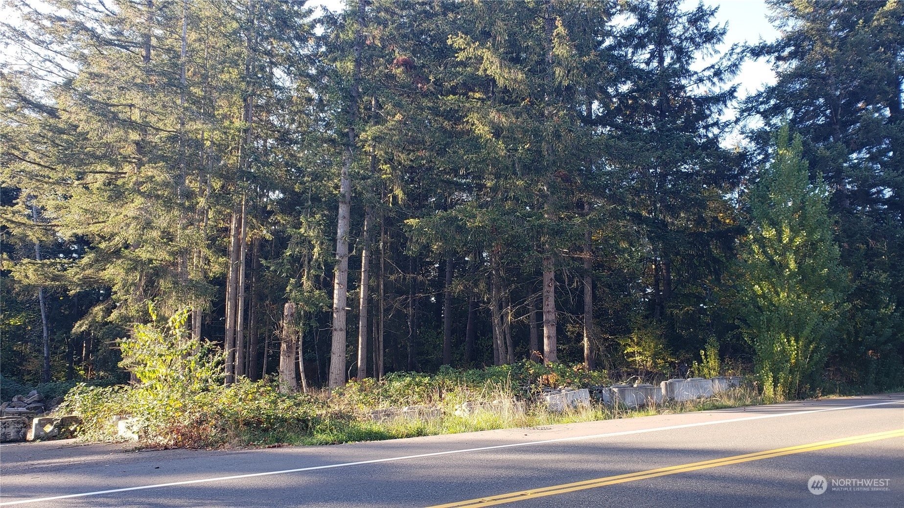 a view of a yard with large trees