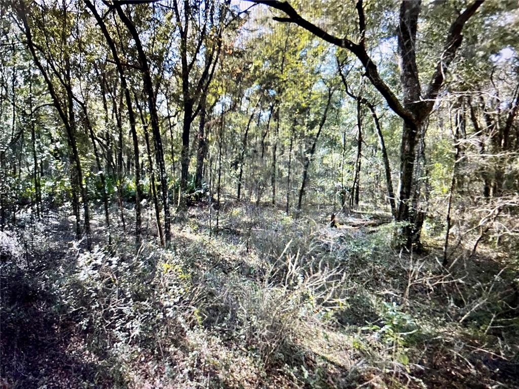 a view of outdoor space and trees