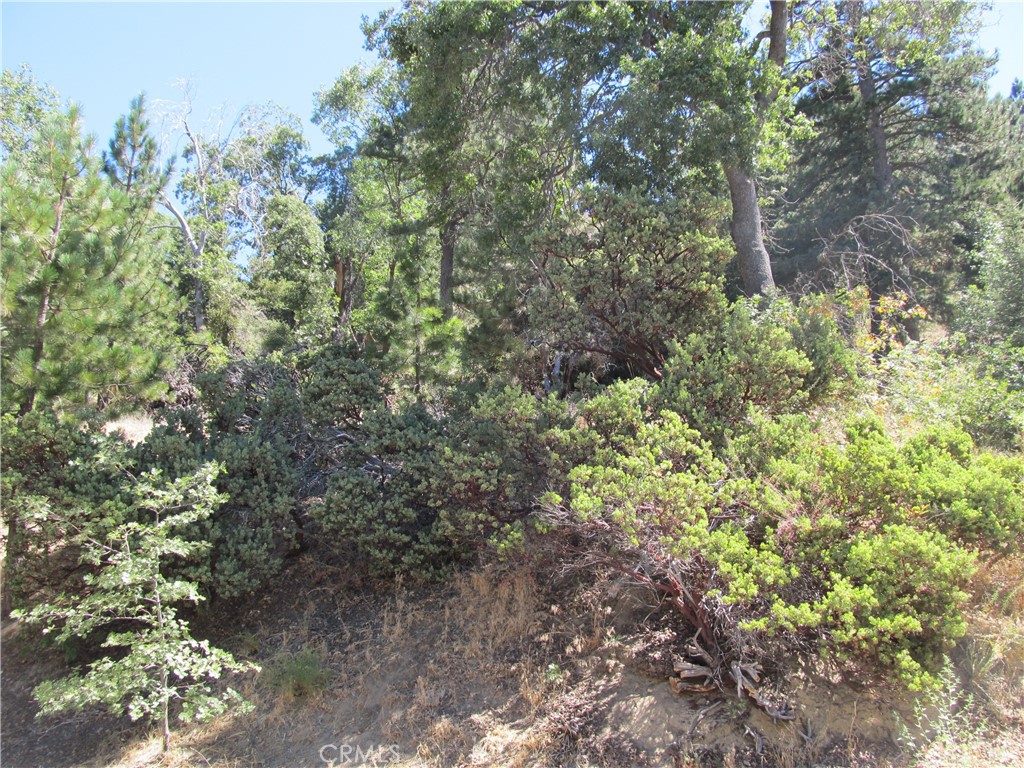 a view of a plants with large trees