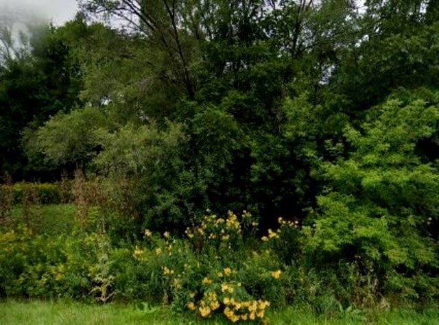 a view of a lush green forest