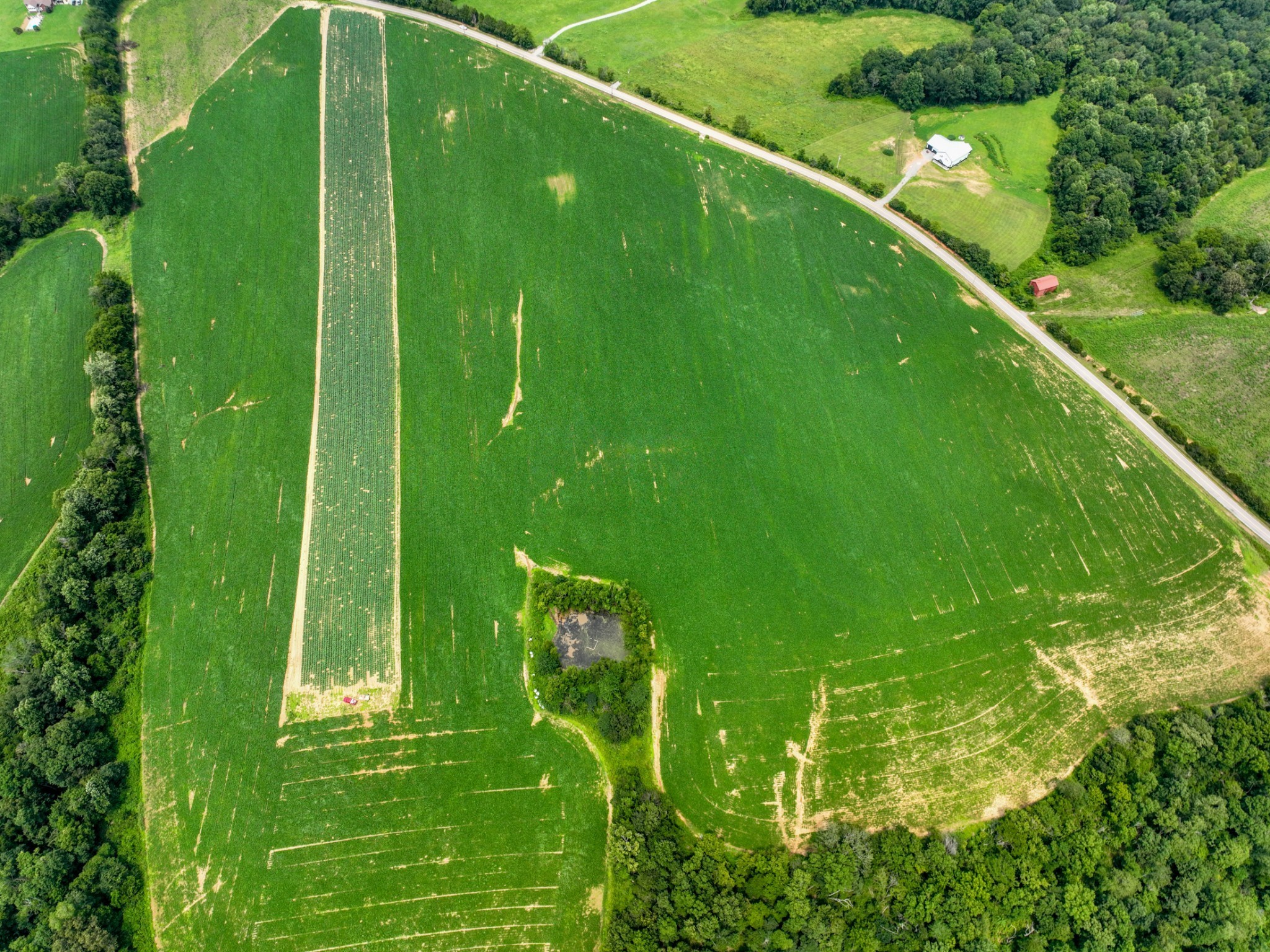 a green field with lots of green trees in it