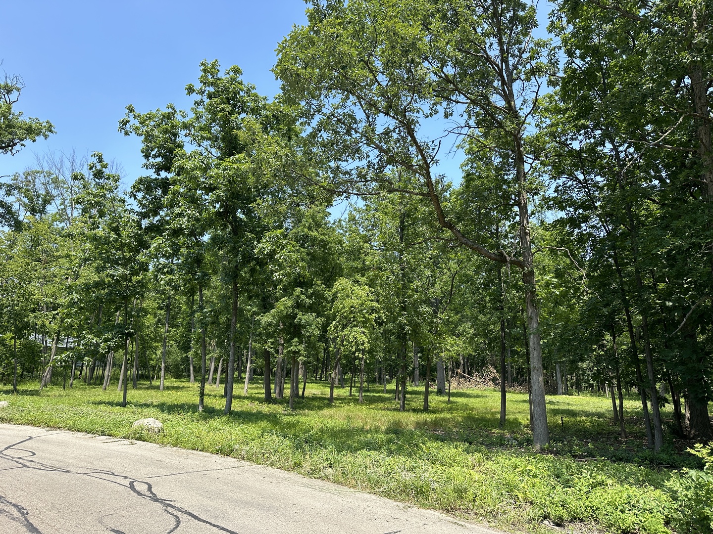 a view of a park with large trees