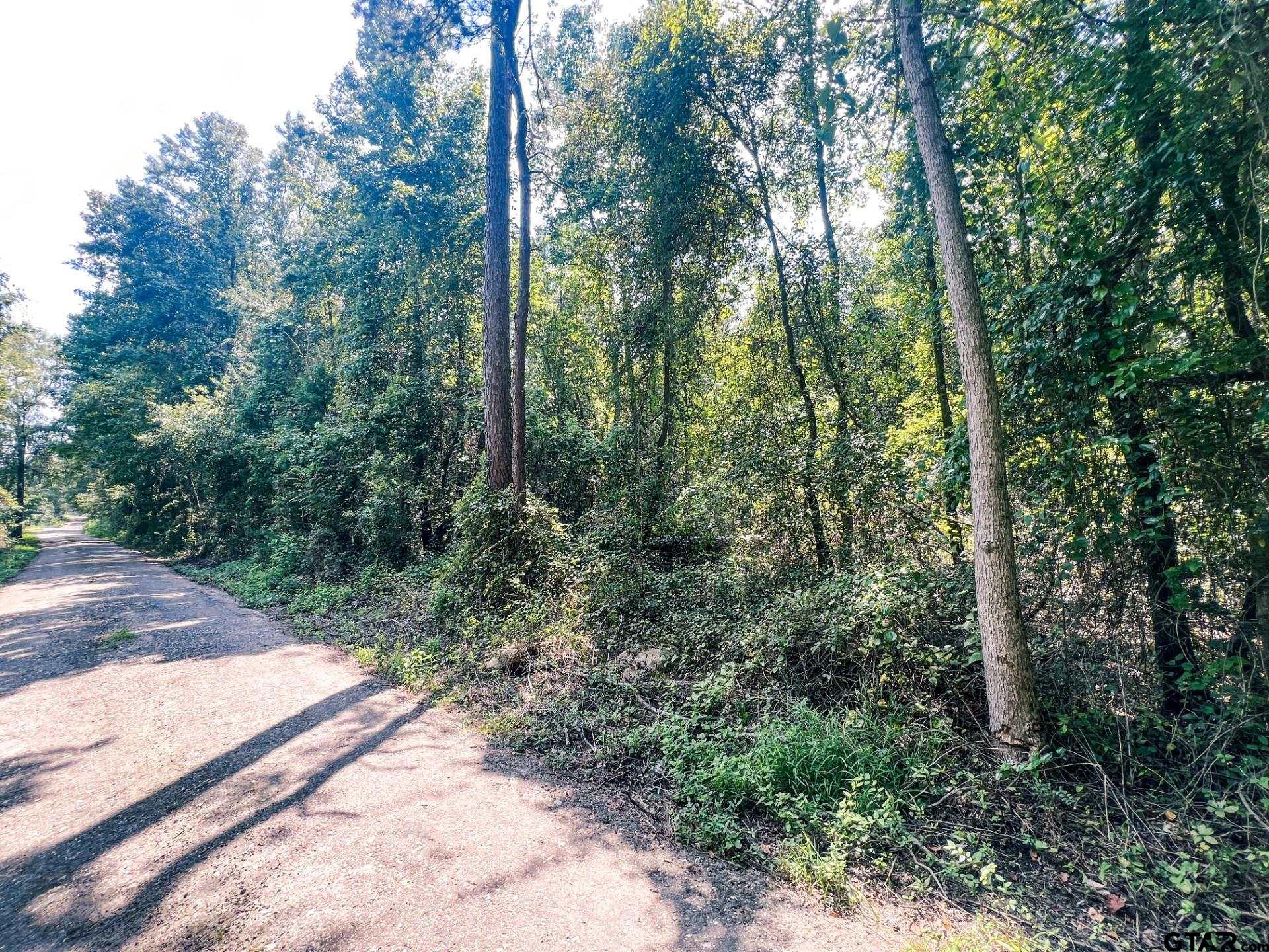 a view of a forest with trees