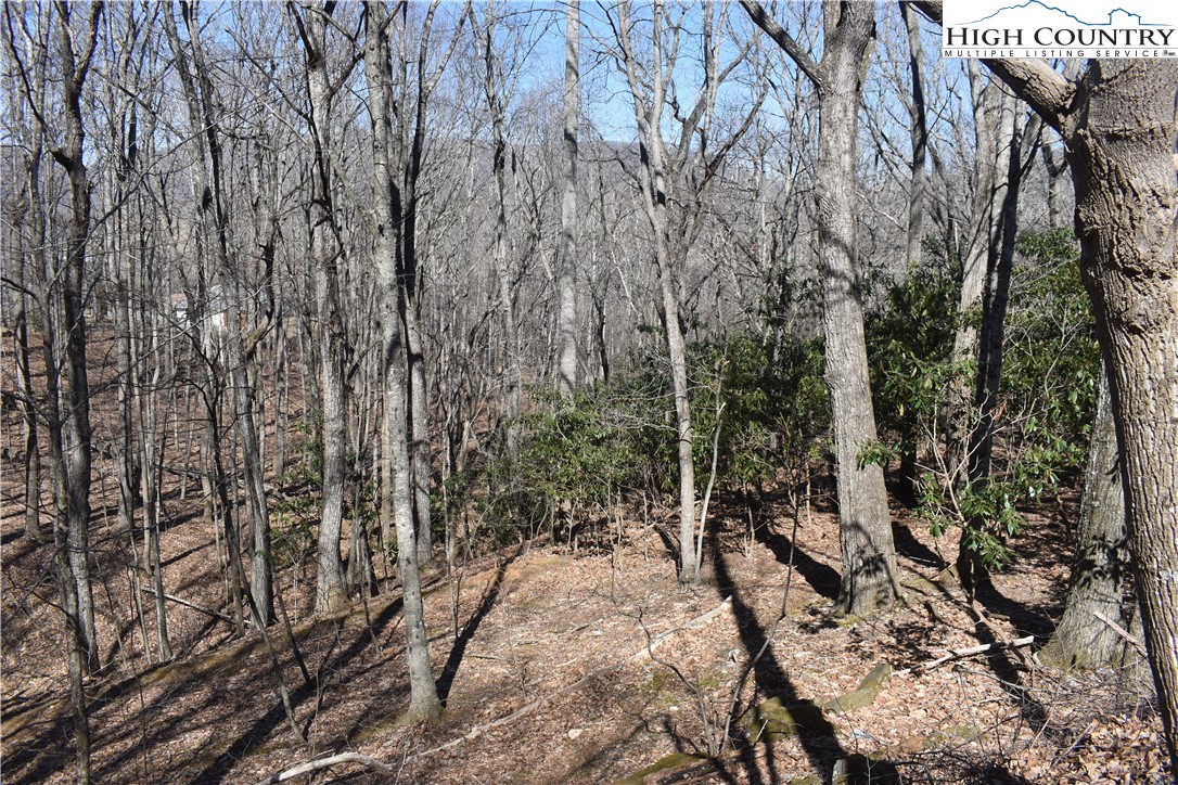 a view of a forest with trees