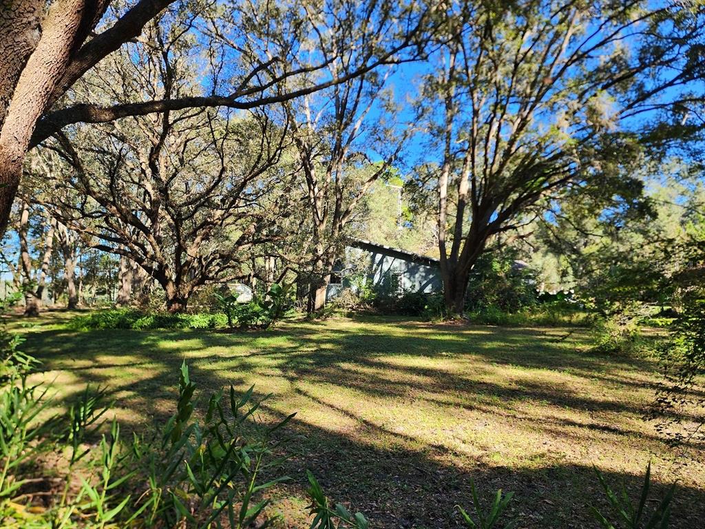 a view of a yard with a tree