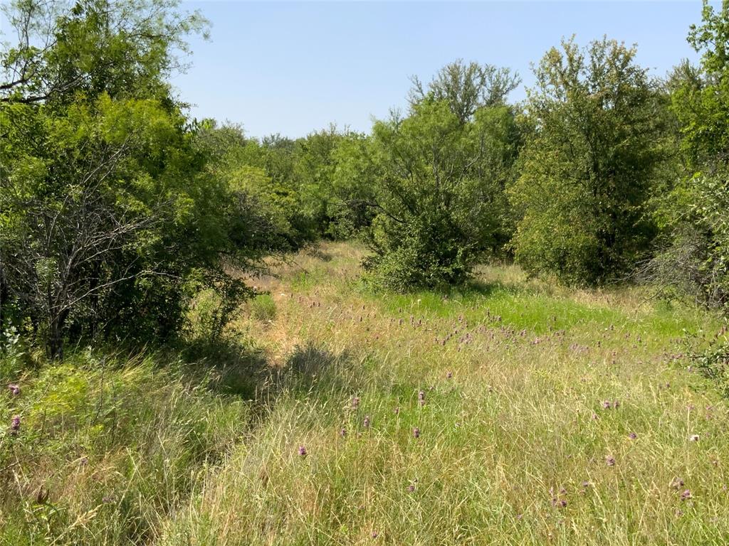 a view of a yard with plants and a trees in the background