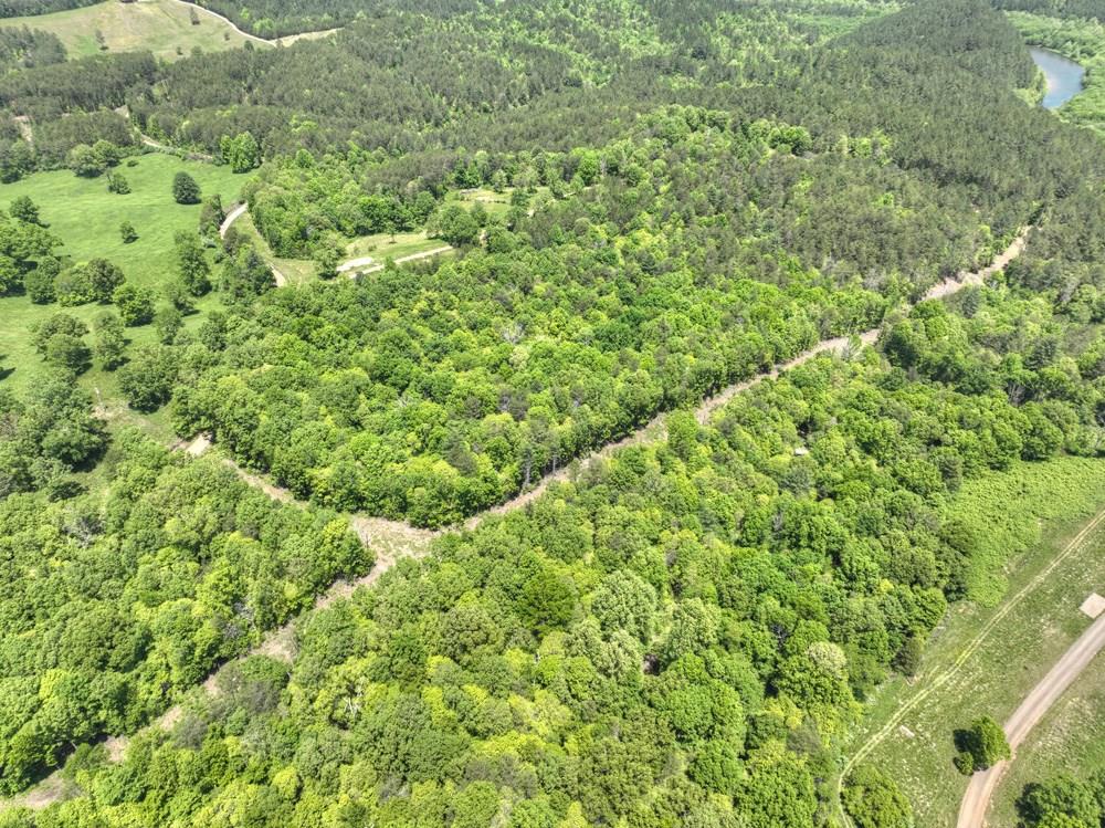 a view of a lush green forest with a tree