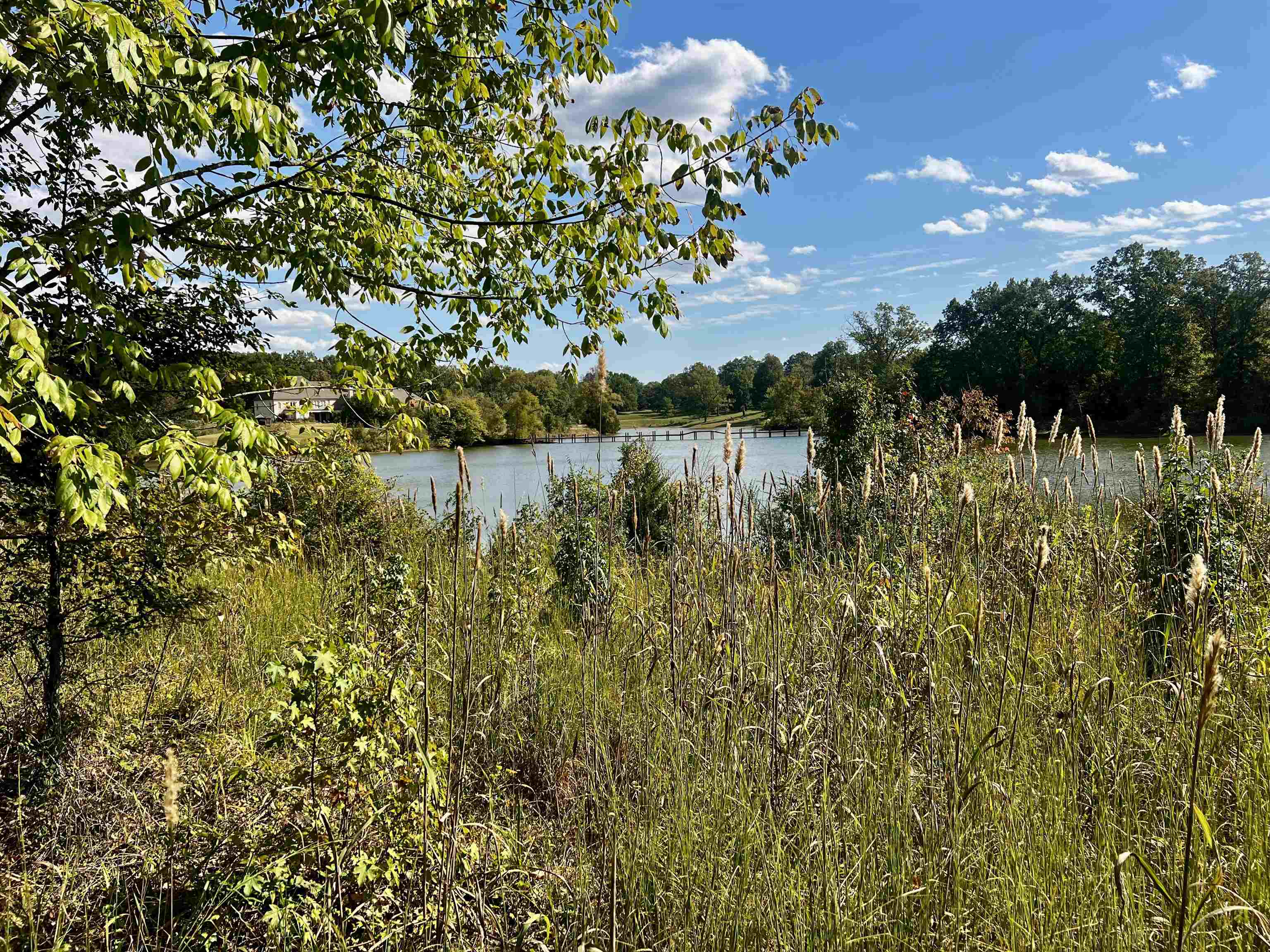 a view of a lake with a tree