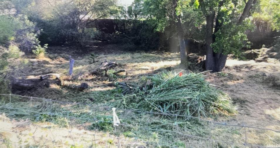 a view of a yard with plants and trees