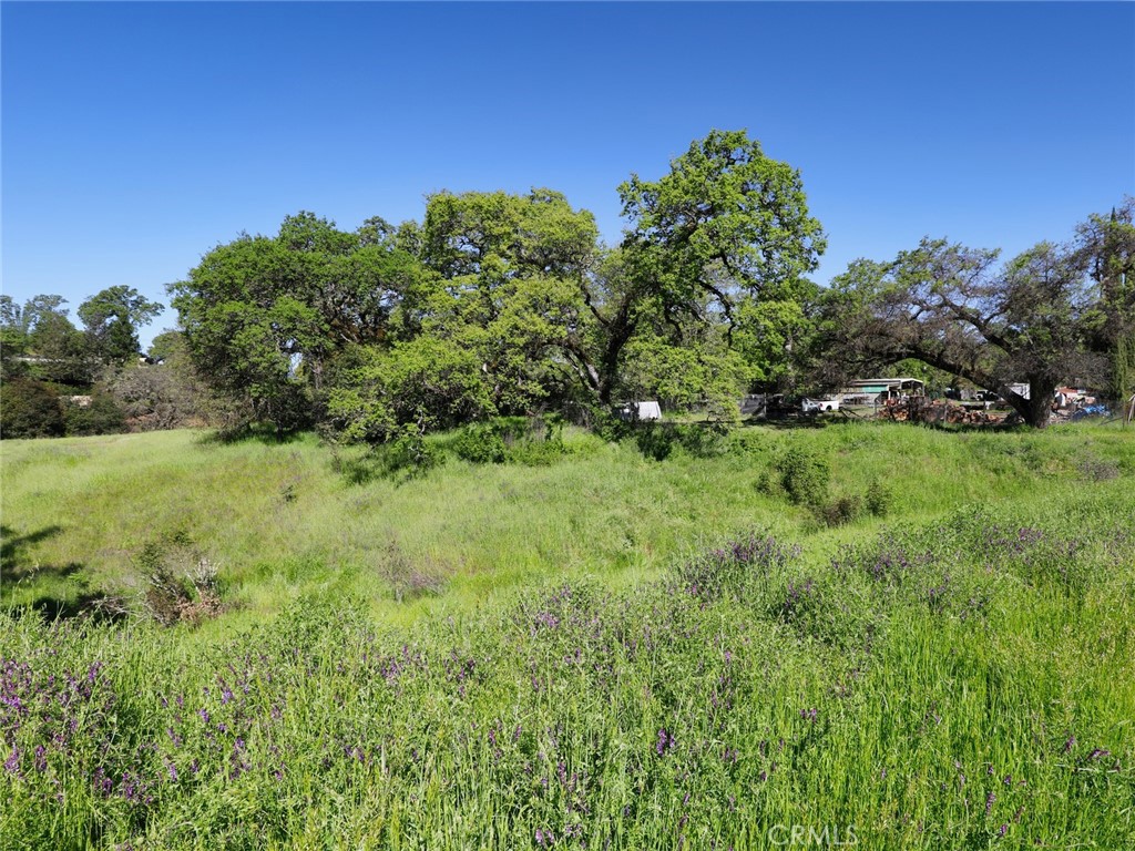 a view of a garden with a tree