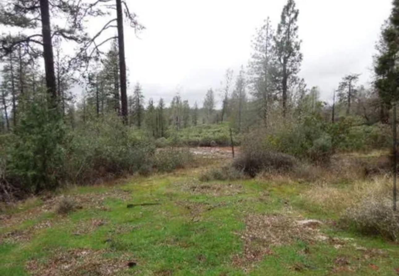 a view of a forest with trees in front of it