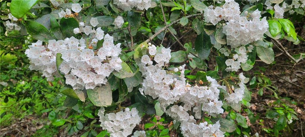 a plant with lots of flowers