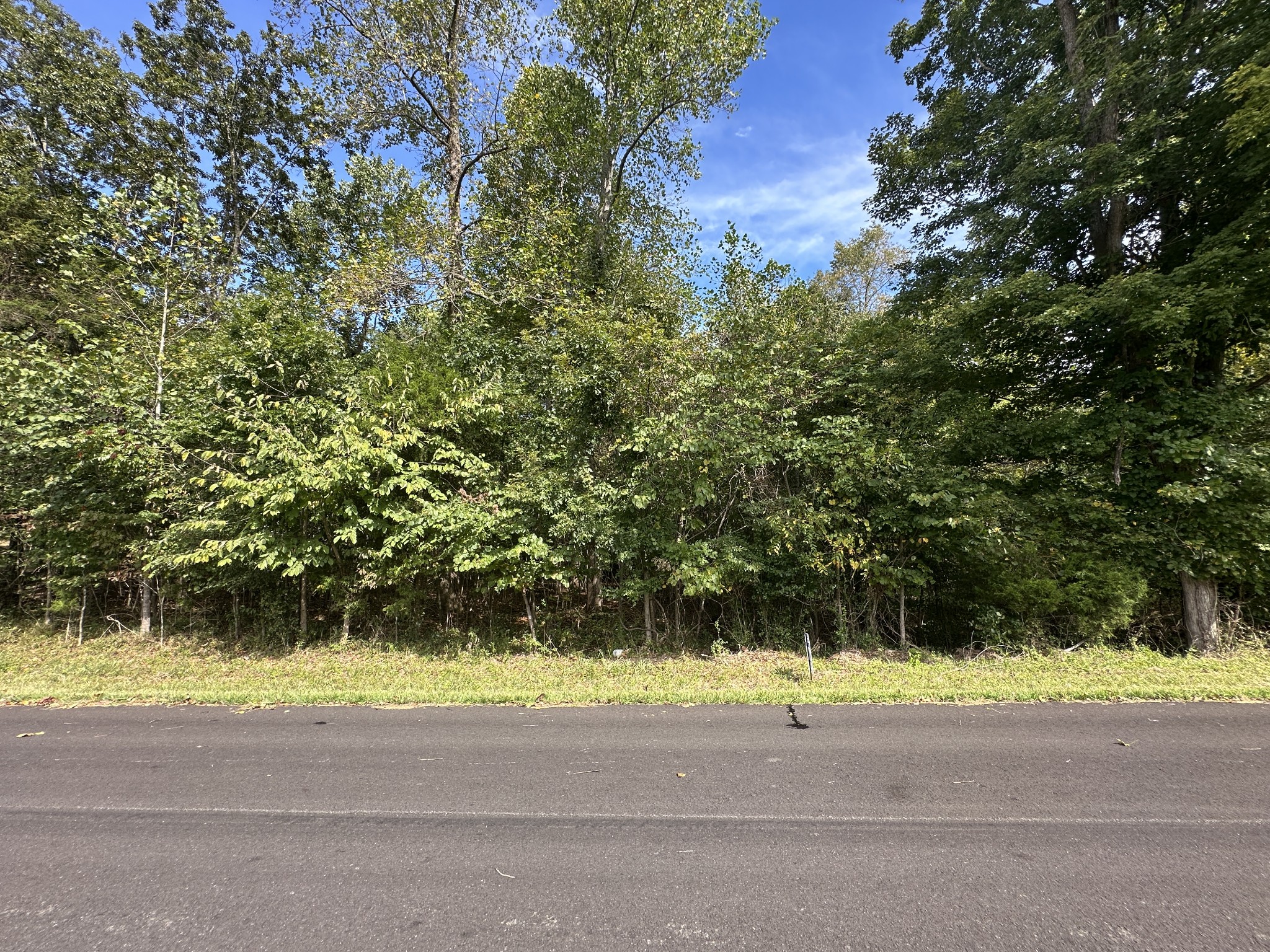 a small yard with a large trees